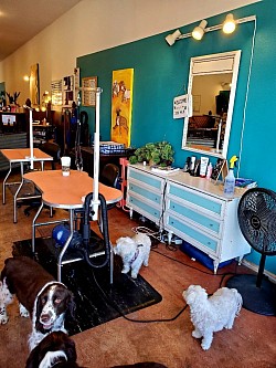 Store front of Cameo's Pet Salon and doggie daycare