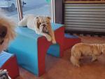 Cameo's pet salon and doggie daycare